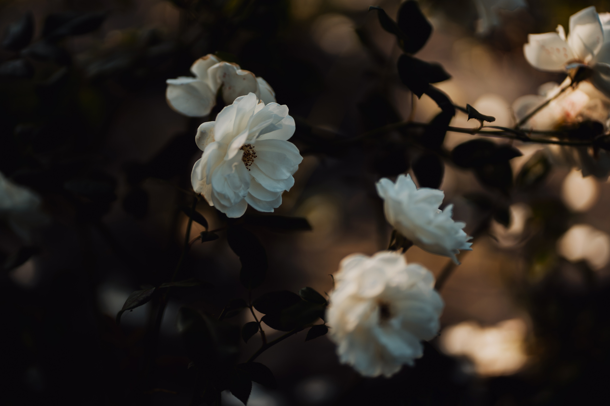 Darky moody garden roses, flower aesthetic